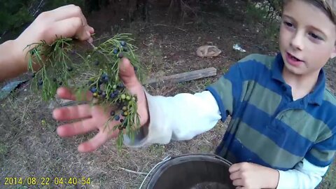 Edible Wild Plants part 1