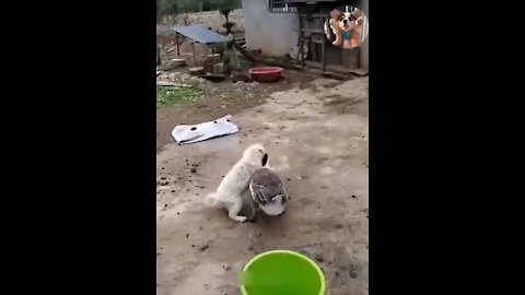 Dog and dog and friendship and funny video