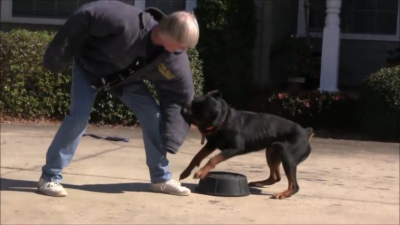 Teaching dogs to GUARD!