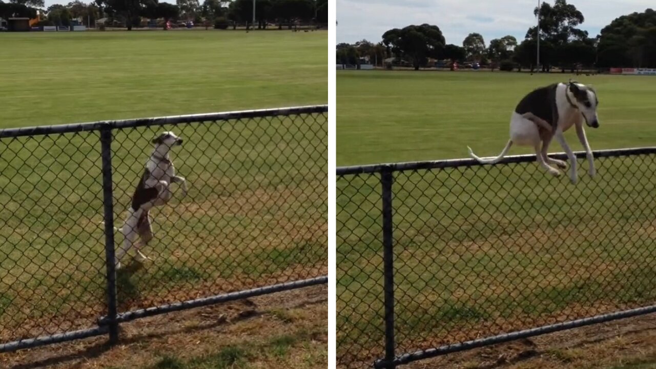 Jumping dogs are having fun playing outside