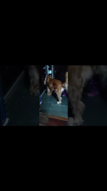 #dogshow , #animals , #dogs , #shorts