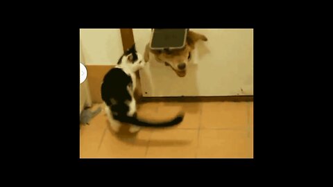 cute cat