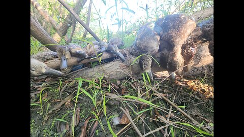 Our Best Early Teal Hunt EVER || Iowa Teal Hunting
