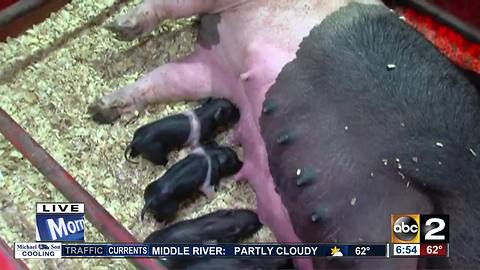 Maryland State Fair Birthing Center