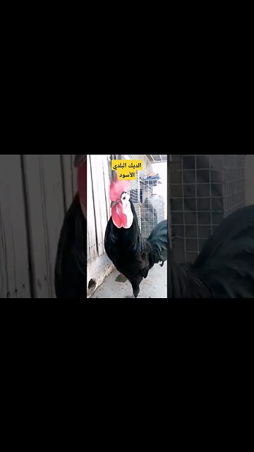الديك البلدي الأسود كيوت روعة مرحبا