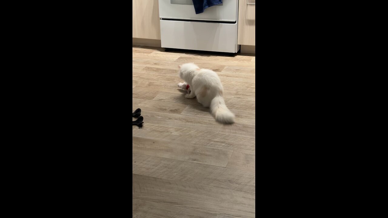 Cat Playing With Stuffed Animal