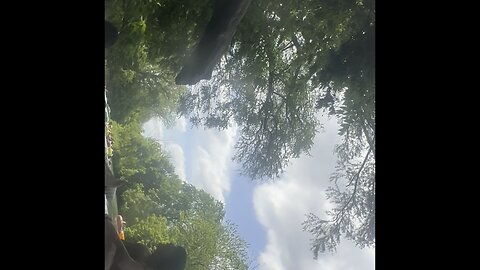 Man falling from tree
