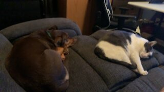 Lazy Boys