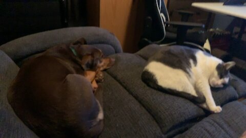 Lazy Boys