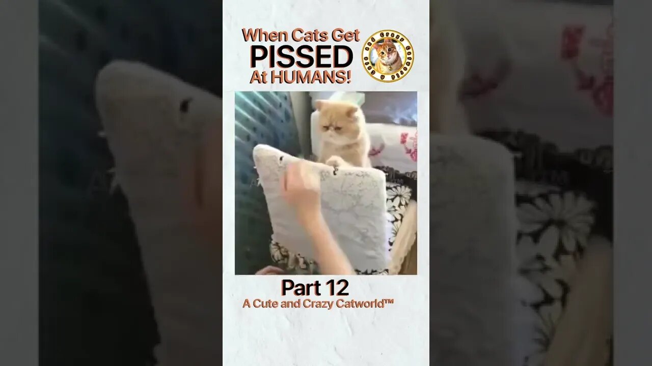 🙀 When Cats Get PISSED At Humans! (Part 12) 🥊🤺