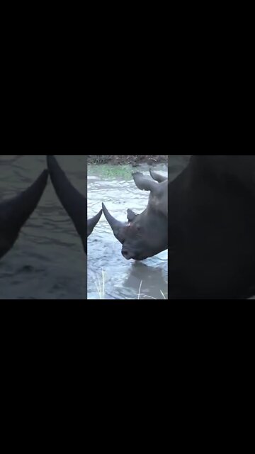 Rhinos Cross Horns! #shorts