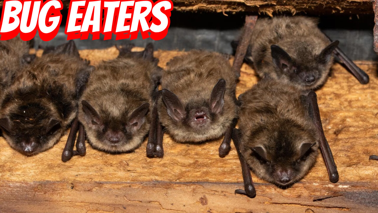 How Important Are Bats In Nature?