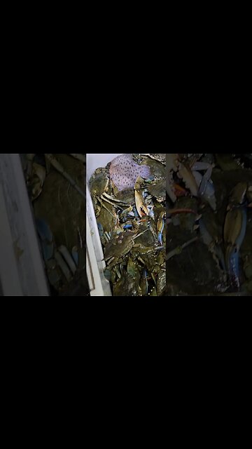 60 x Jumbo Blue Crabs and Hog Chokers! #bluecrab #hogchokers #NYC