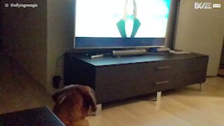 Cane canta la sua canzone preferita