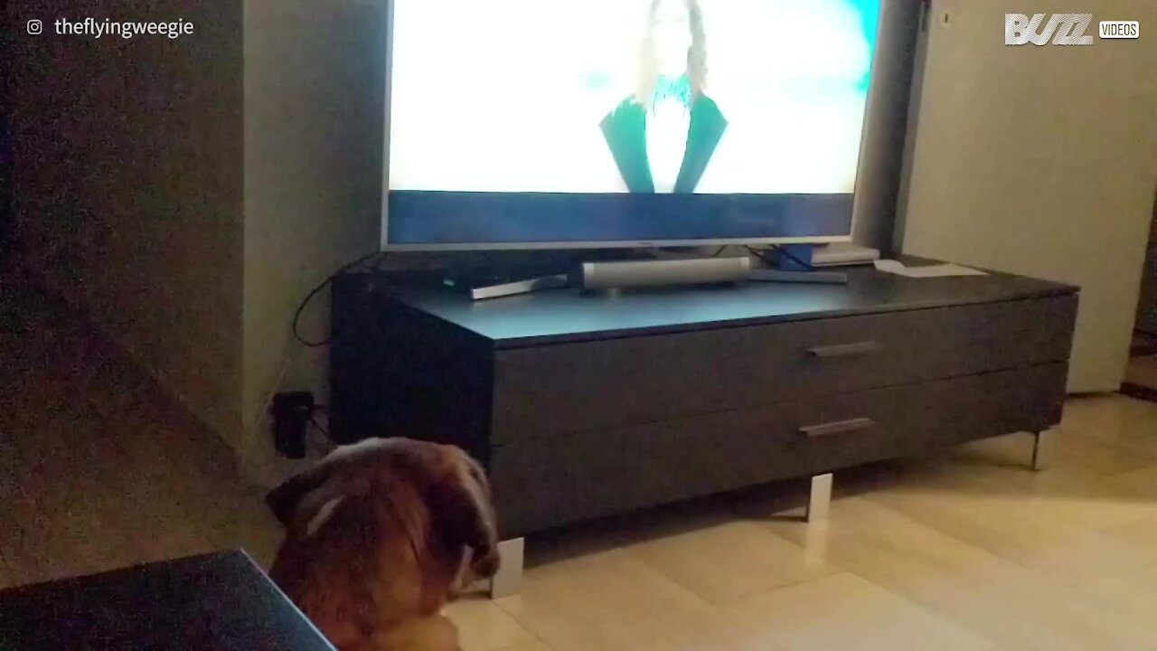 Cane canta la sua canzone preferita