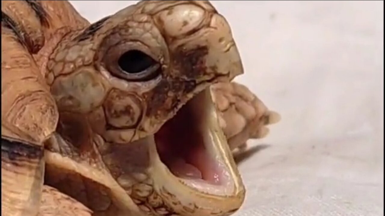 Have you ever seen tortoise yawning before?? Its so cute ❤️