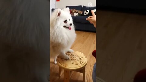 Baby dogs😺cute and funny 🐶 dog videos | funny pappy video 2022 #short #viral dog training