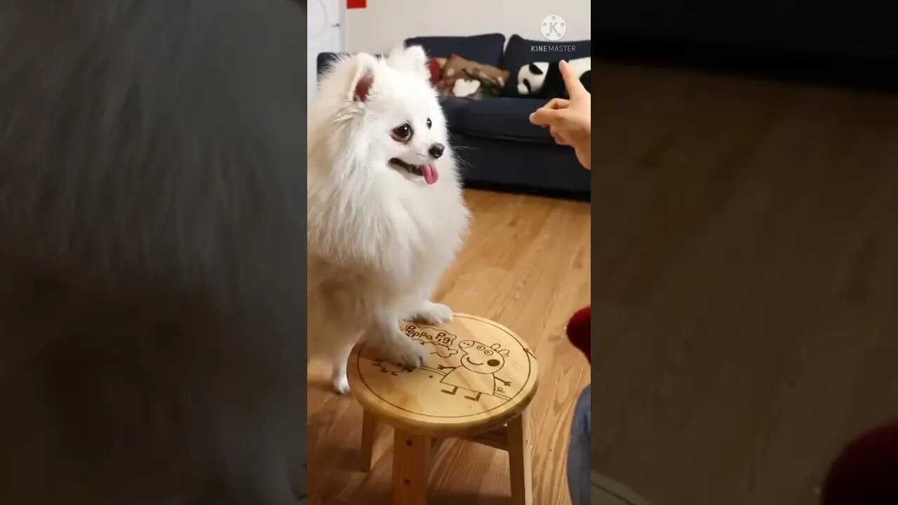 Baby dogs😺cute and funny 🐶 dog videos | funny pappy video 2022 #short #viral dog training