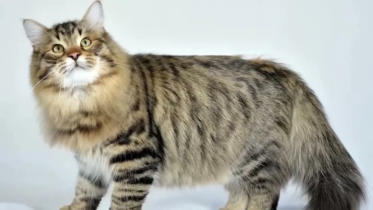 The BIGGEST CAT BREEDS In The World