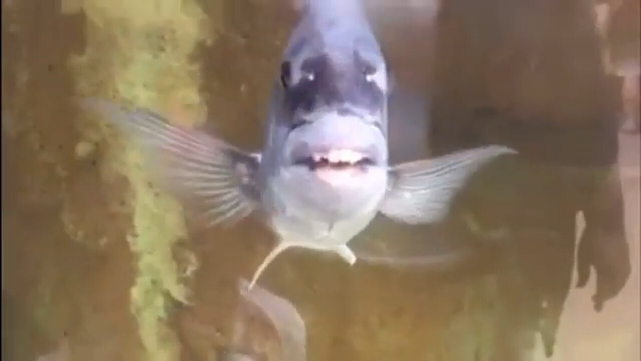 Funny fish smiling with… Dentures?