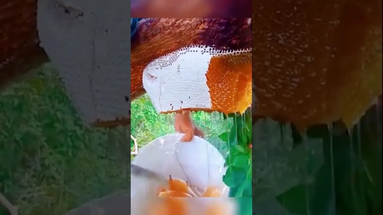 Amazing sweet wild honey 🍯