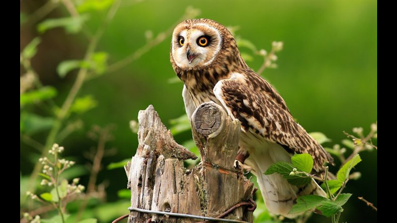 CURIOSITIES ABOUT THE OWL