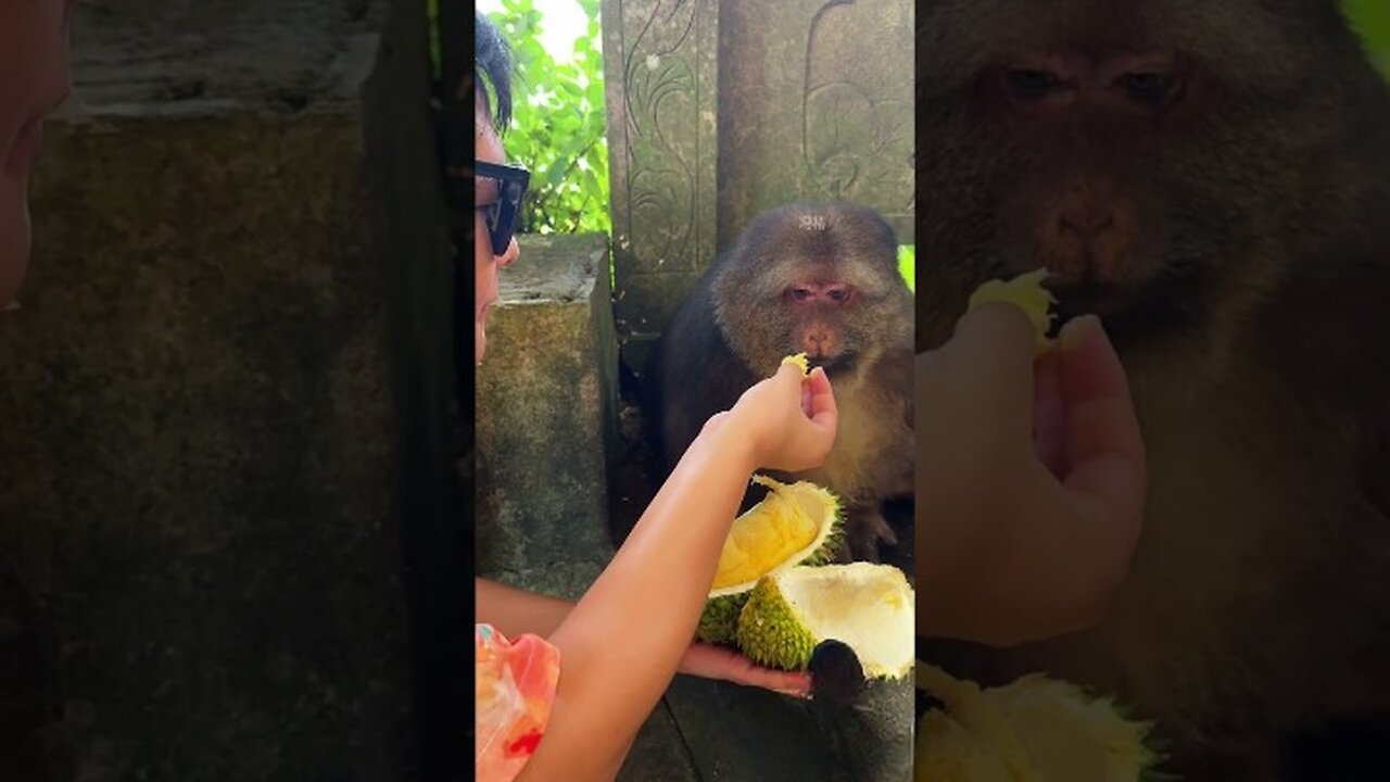 "Monkey’s HILARIOUS Durian Feast! 🍈😂 | You Won't BELIEVE Their Reaction! #Funny #Animal #Viral"