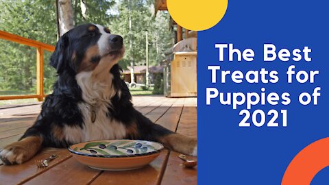What is a good treat to give a puppy?