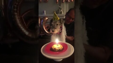 16 Birthday - Vet Said She Would Die At 6