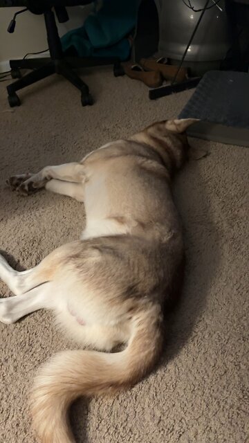 Jasper dreaming puppy bowl