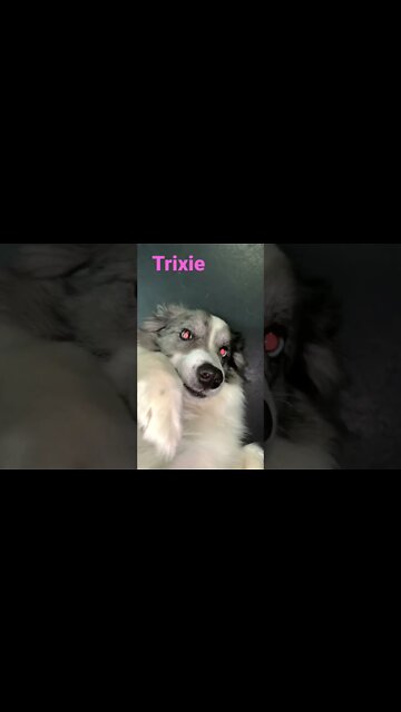 [Shorts 0154] TRIXIE [#dogs #doggos #doggos #puppies #dogdaycare]