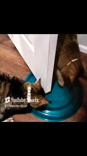 😺 too slow! 😅🤣 #cat #catlover #catshorts #catvideos #shorts
