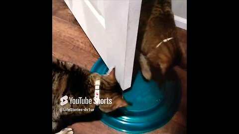 😺 too slow! 😅🤣 #cat #catlover #catshorts #catvideos #shorts