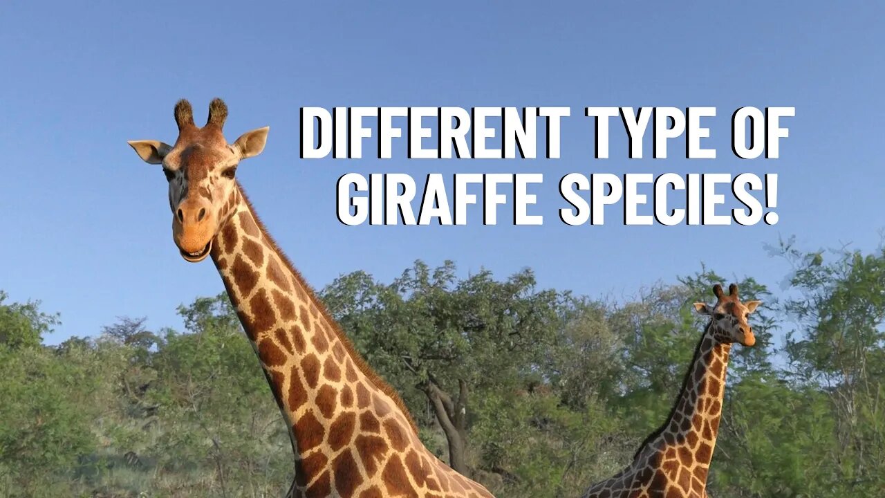 Guide to Giraffe Species: How Many Types of Giraffes Are There?