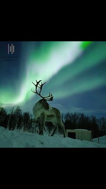 Reindeer marvelling at the Northern Lights