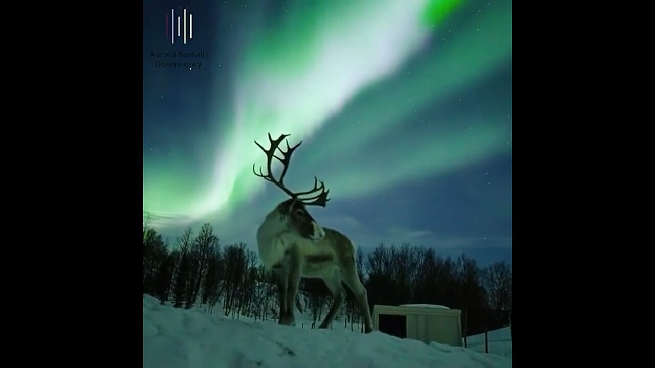 Reindeer marvelling at the Northern Lights