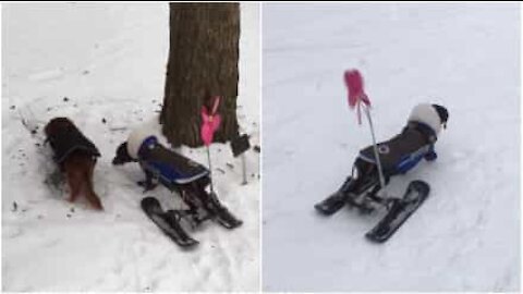 Cagnolina paralitica riceve sci per andare sulla neve