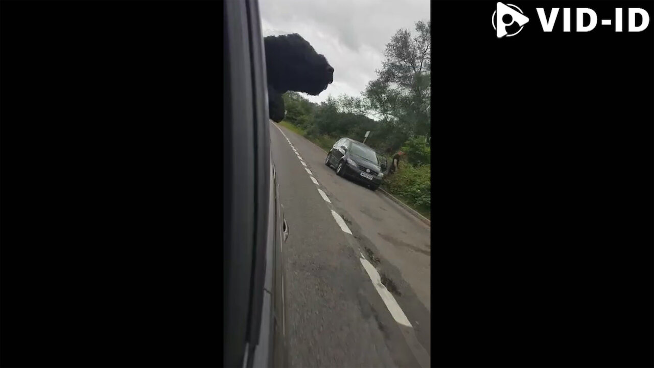 Dog putting Its Head out of a car Window, Then this happened || VID-ID
