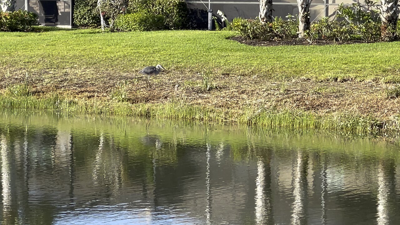 Great Blue Heron Eats Fish Part 1 #4K #GreatBlueHeron￼￼