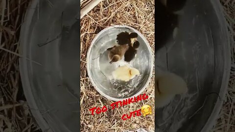 Super Cute Ducklings