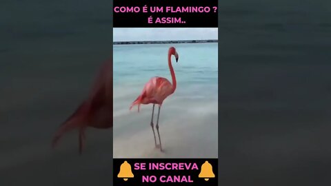 Como È um Flamingo #shorts