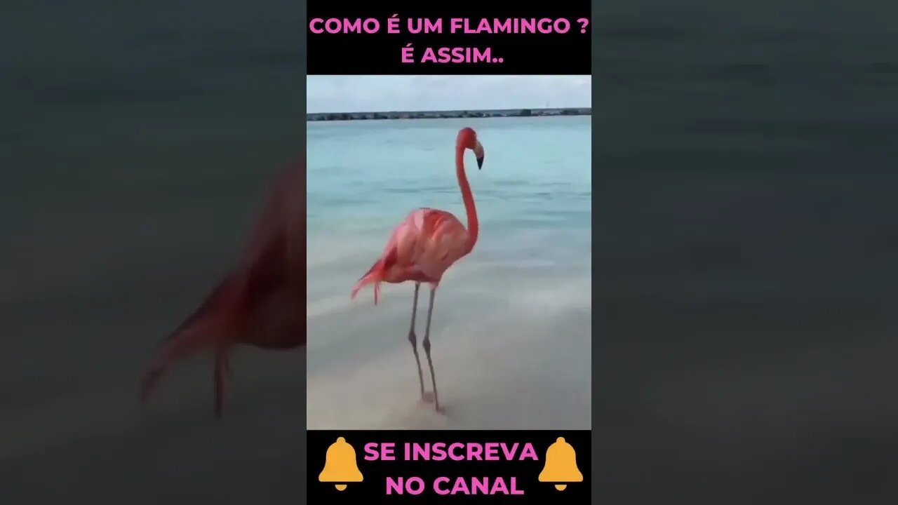 Como È um Flamingo #shorts