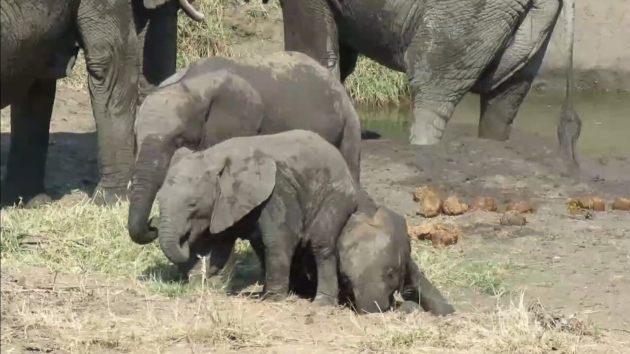 Playful baby elephant refuses to let his brother stand up