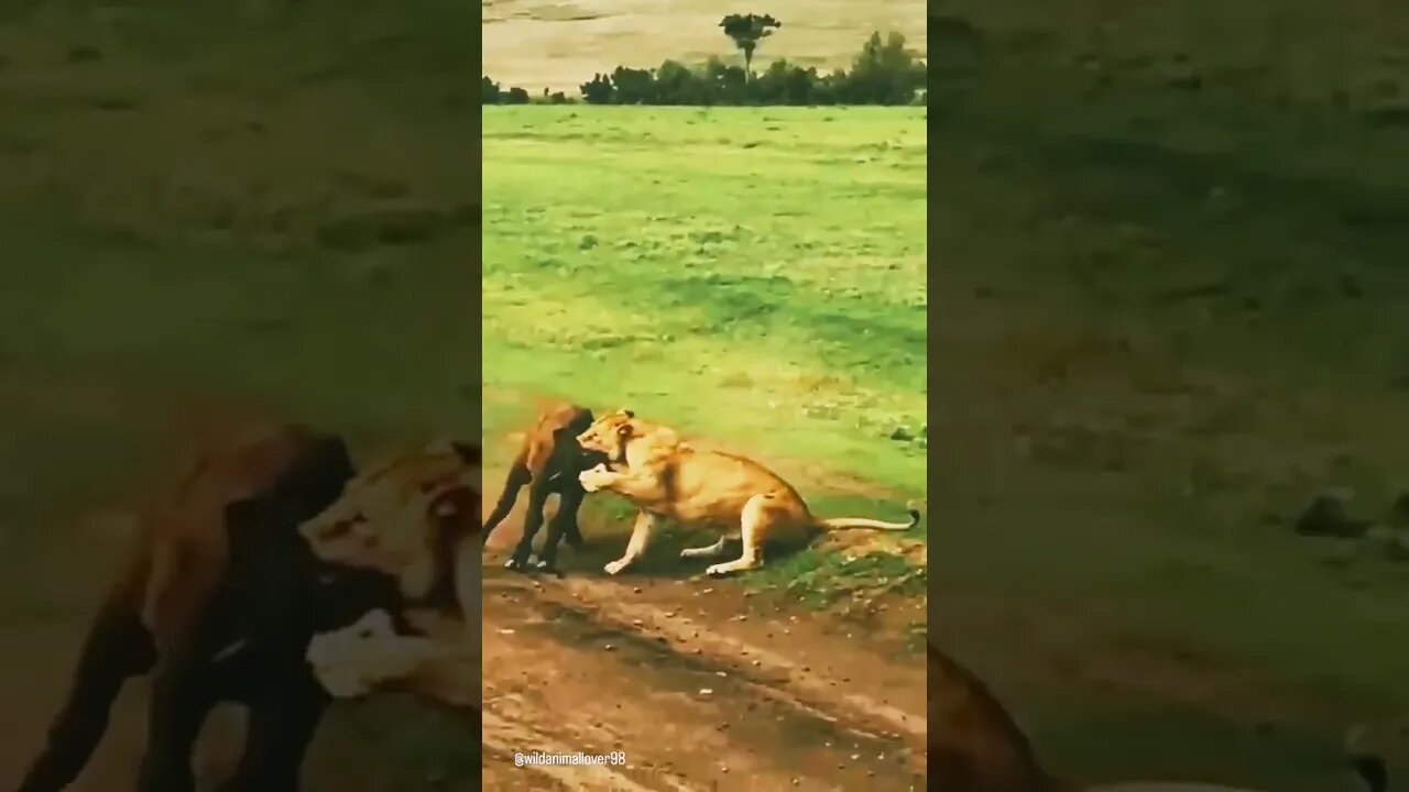 أسد يفترس عجل