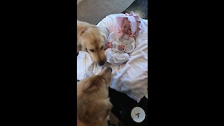 Golden Retrievers preciously watch over baby girl