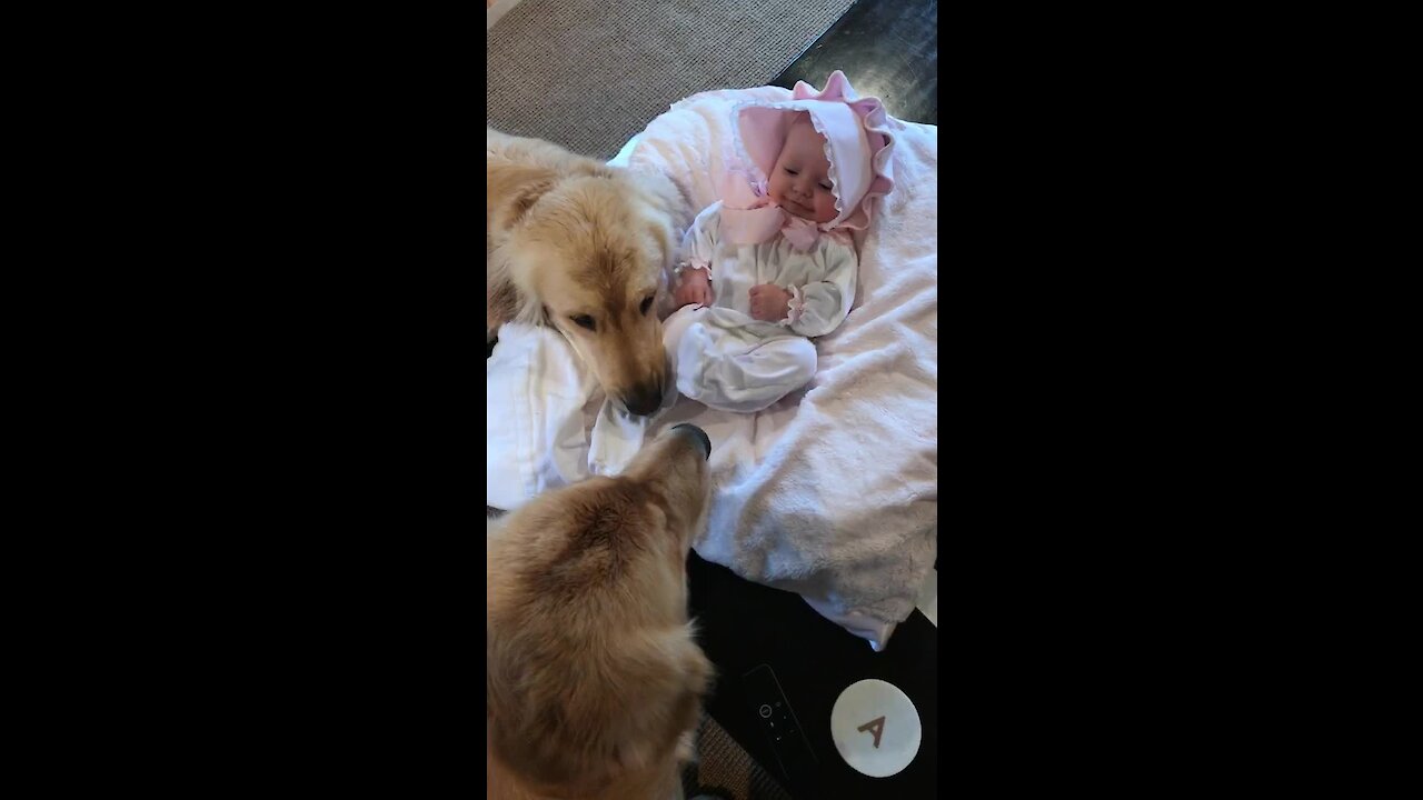 Golden Retrievers preciously watch over baby girl