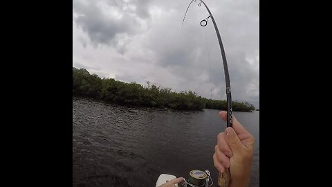 Snook caught with cut bait! #snook #fishing #mangroves #florida