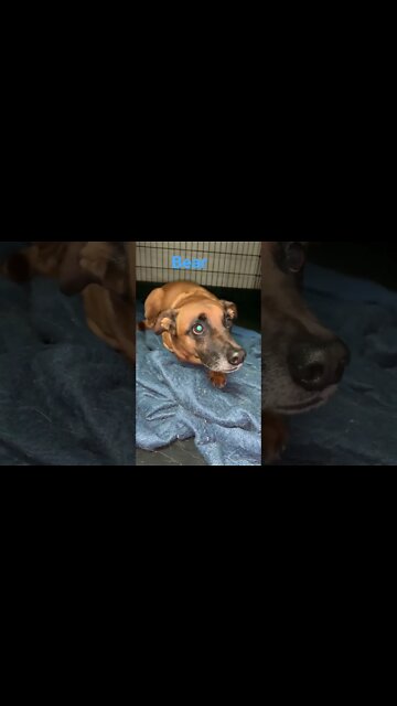 [Shorts 0114] BEAR [#dogs #doggos #doggies #puppies #dogdaycare]