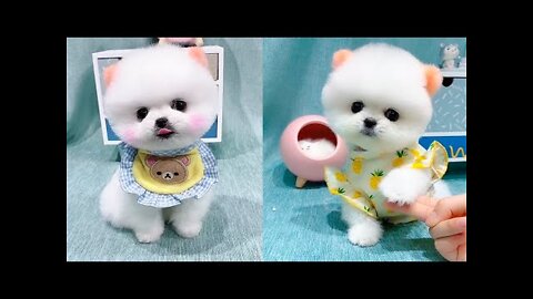 Cute and Funny Pomeranian Videos