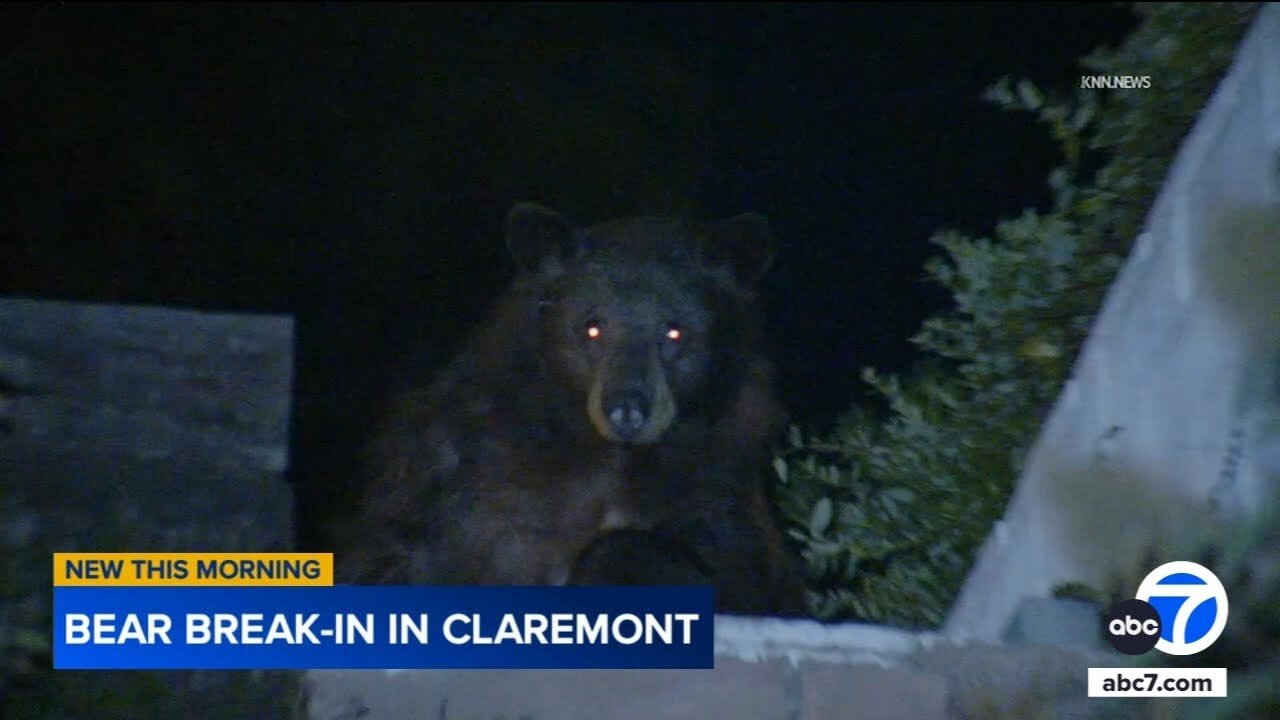 Large bear breaks into Claremont home while family was inside